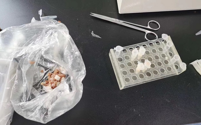 猪肉组织蜜桃视频网站前
