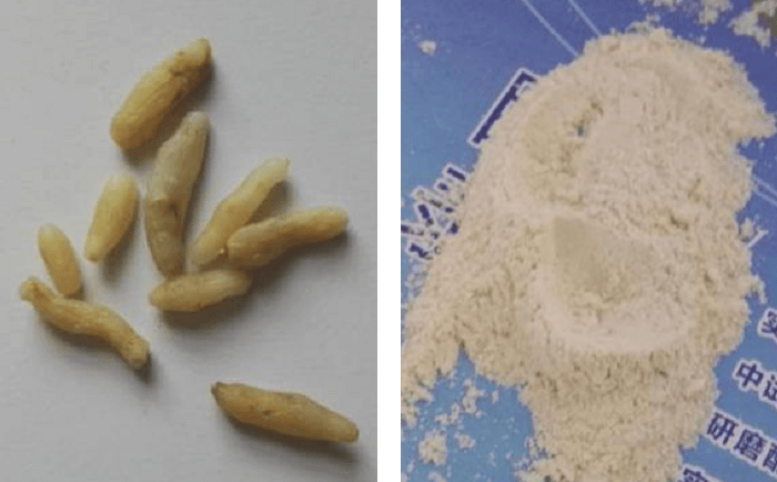 麦冬蜜桃视频网站前后